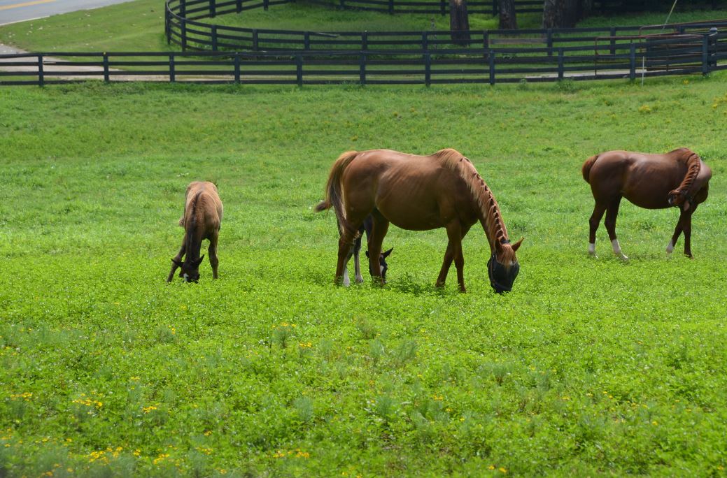 Horses on Property Custom mini farm home built on acreage in North Georgia